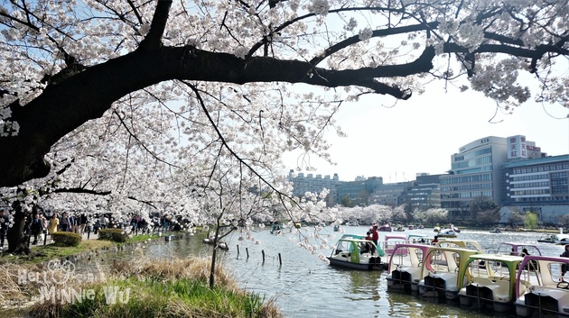 上野恩賜公園櫻花 上野公園櫻花