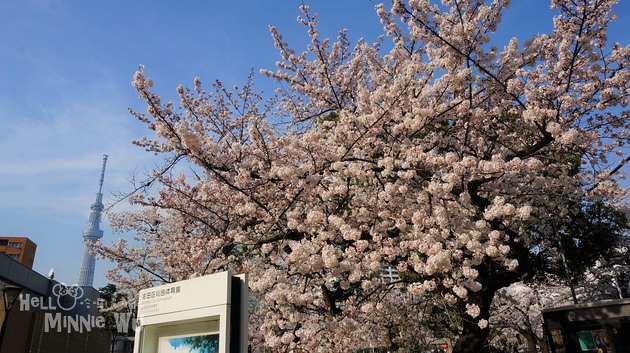 錦糸公園 錦糸公園賞櫻