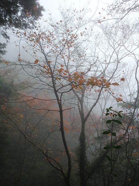 迷霧中的紅楓