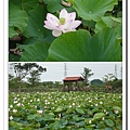 2008-06-08 青林農場+大溪老街蓮花田