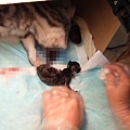 貓媽媽在處裡胎盤