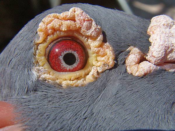 詹森系特有的石板鸽,不论出现黄眼,红眼,绿眼或紫眼,最好的超级雄鸽