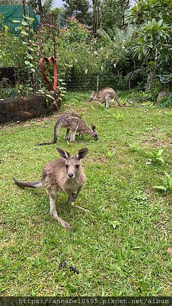 <必玩> 大自然控！澳洲永續綠生態社區Crystal Wat