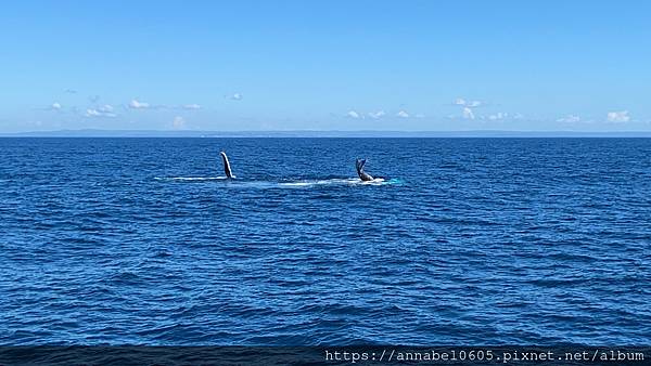 <必玩> 澳洲陽光海岸掛保證必看到鯨魚的賞鯨之旅@Moolo