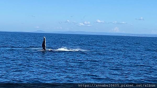 <必玩> 澳洲陽光海岸掛保證必看到鯨魚的賞鯨之旅@Moolo <必玩> 澳洲陽光海岸掛保證必看到鯨魚的賞鯨之旅@Moolo