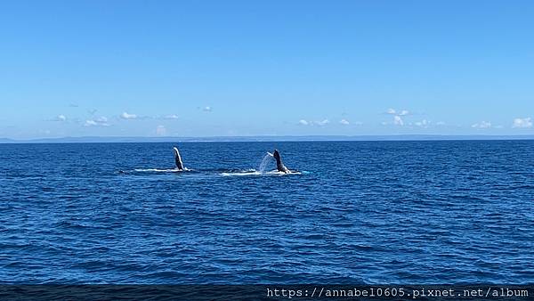 <必玩> 澳洲陽光海岸掛保證必看到鯨魚的賞鯨之旅@Moolo