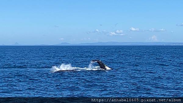 <必玩> 澳洲陽光海岸掛保證必看到鯨魚的賞鯨之旅@Moolo <必玩> 澳洲陽光海岸掛保證必看到鯨魚的賞鯨之旅@Moolo
