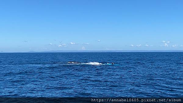 <必玩> 澳洲陽光海岸掛保證必看到鯨魚的賞鯨之旅@Moolo