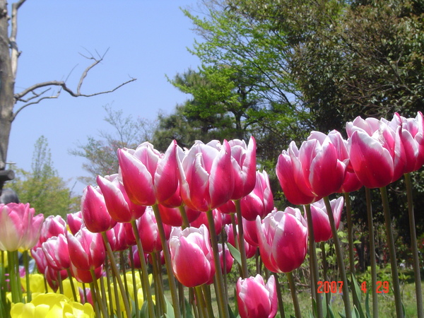 礪波鬱金香公園2.JPG