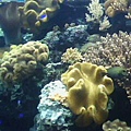 珊瑚2.jpg