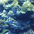 珊瑚3.jpg