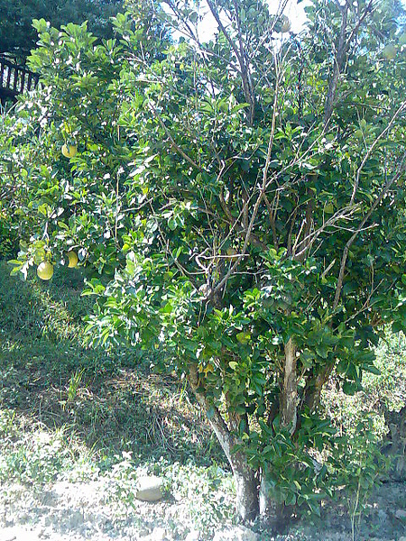 柚子樹
