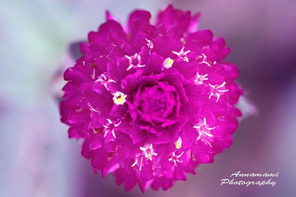 IMG_1477T.jpg IMG_1477T.jpg