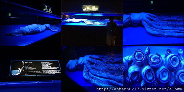 20140929-17美麗海水族館-大王魷魚.jpg