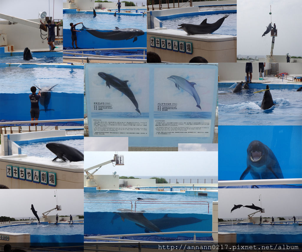 20140929-20海洋博公園-海豚表演.jpg