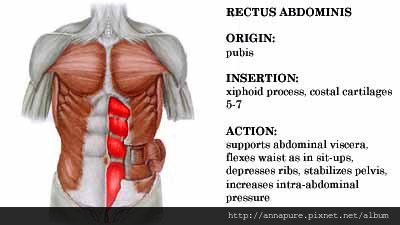 rectus abdominis