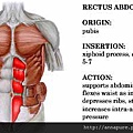 rectus abdominis