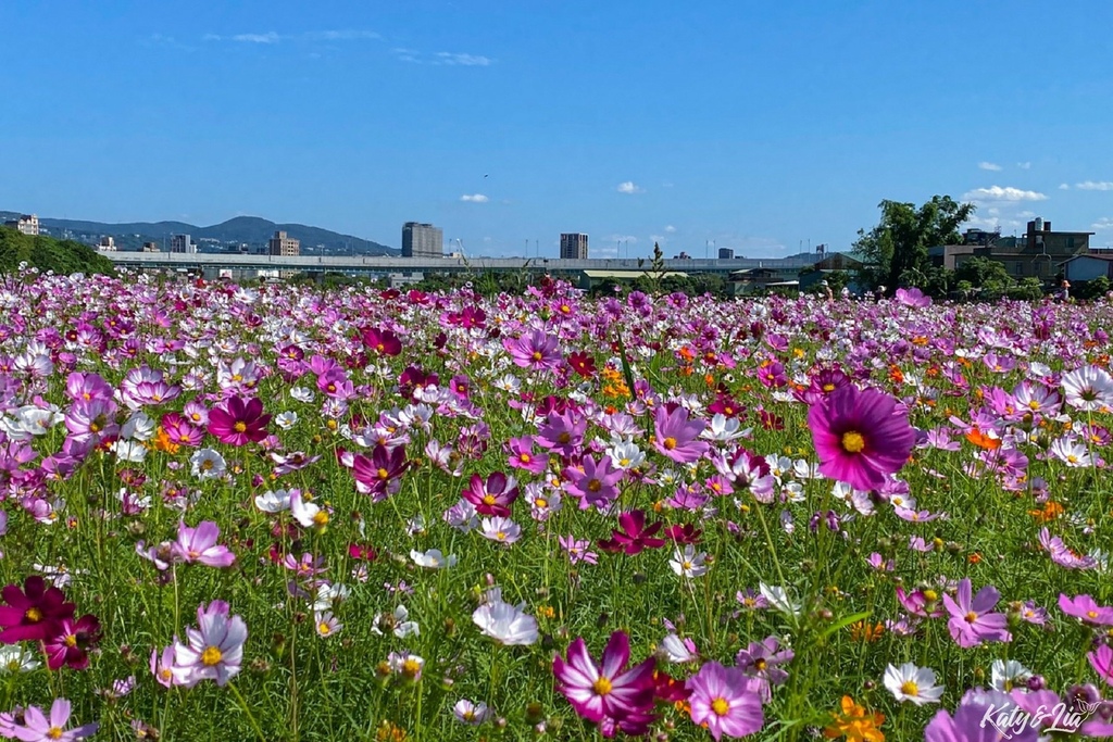 關渡花海_041.jpg