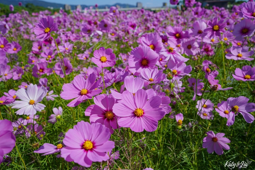 關渡花海_048.jpg