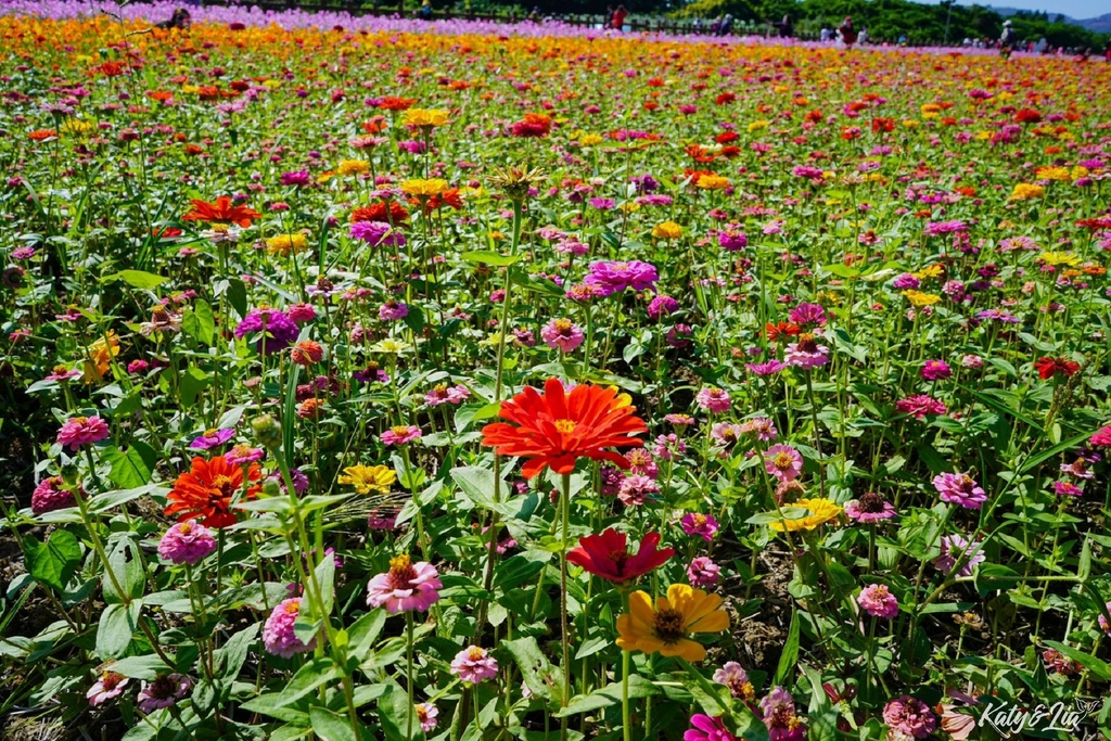 關渡花海_057.jpg