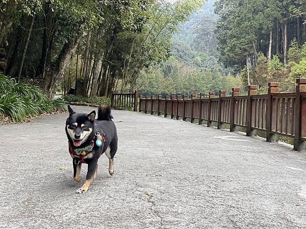 【寵物毛孩。南投竹山-杉林溪】寵物友善景點 森林步道 室外景