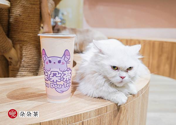 朵朵茶 貓奴必訪 布偶貓 曼赤肯貓 龍貓 互動飲料店 克羅德