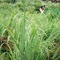 2009.03.23趴趴GO之旅-瑞芳 026.jpg