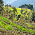 滿山遍野的油菜花田