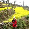 滿山遍野的油菜花田