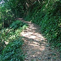 鳴鳳古道步道上只有一點點油桐