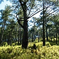 往八通關山沿途的風景