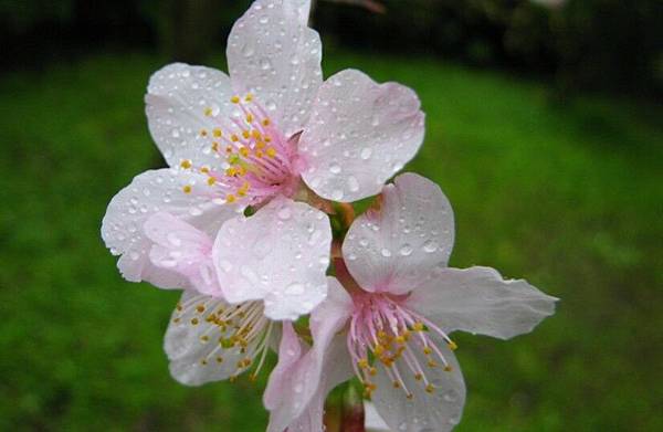 雨中吉野櫻