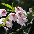 雨後吉野櫻