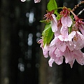 雨後吉野櫻