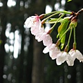 雨後吉野櫻