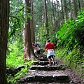 通往神木的步道