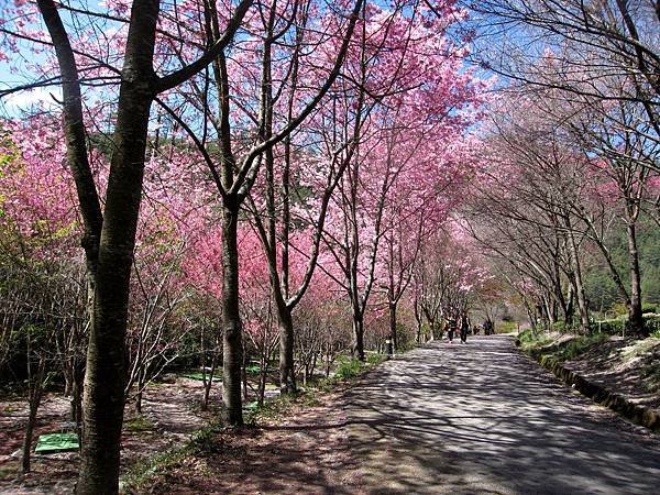 櫻花林道