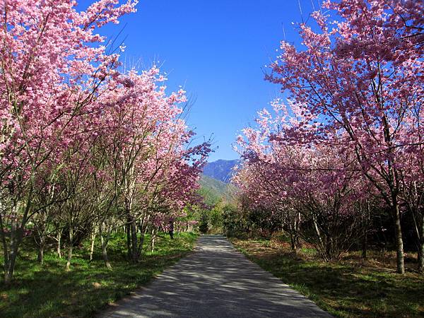 大夥認真的拍照,遠方的山頭是百岳桃山喔