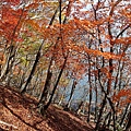 西岸這一段自然研究路,比較有登山步道的fu