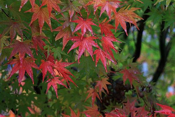 湯之步里(足湯)，雨天的紅葉