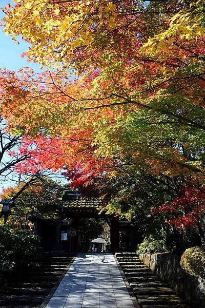 山門前黃綠紅繽紛色彩的楓葉