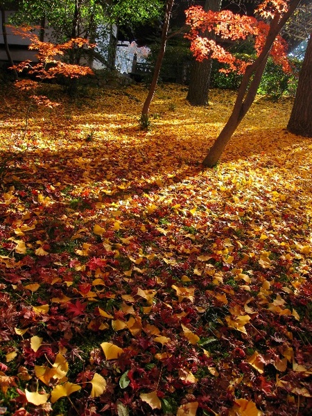 與滿地的紅葉