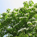 一陣陣的油桐花雨