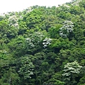 這一區的油桐就只能遠觀(魚池旁的油桐還沒盛開)，探不到路可以親近她...