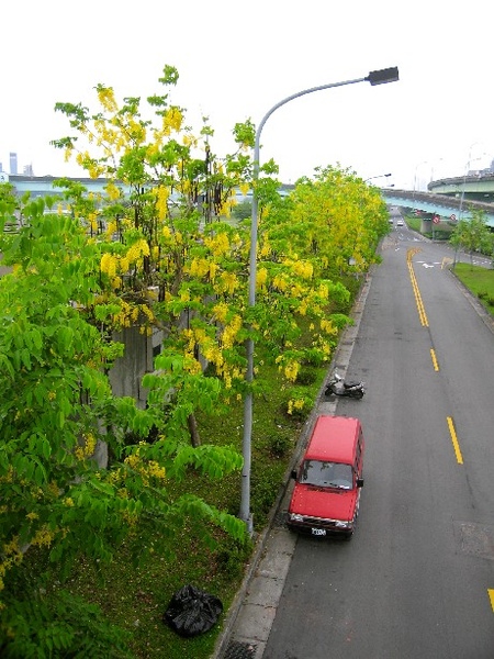 親近這長長一排黃金雨