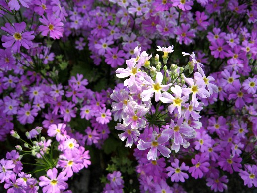 真巧,這個紫色小花就叫櫻草