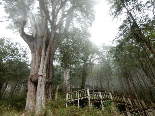 宜蘭大同 漫步人間仙境 馬告生態園區棲蘭神木園 Anne愈分享愈快樂blog 痞客邦