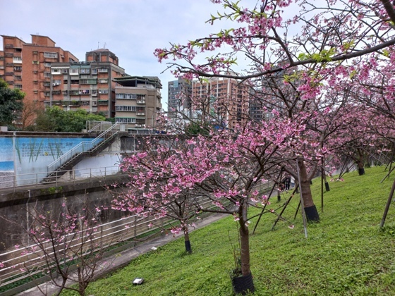 【台北內湖】內溝溪沿岸遇見粉紅櫻花林－112年1月台北過年旅