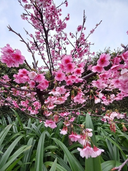 【台北內湖】內溝溪沿岸遇見粉紅櫻花林－112年1月台北過年旅