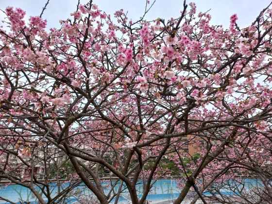 【台北內湖】內溝溪沿岸遇見粉紅櫻花林－112年1月台北過年旅